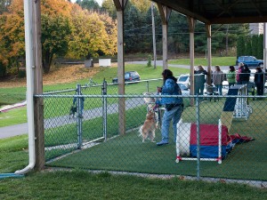 2 dogs in a demo at a Reactive Dog Seminar