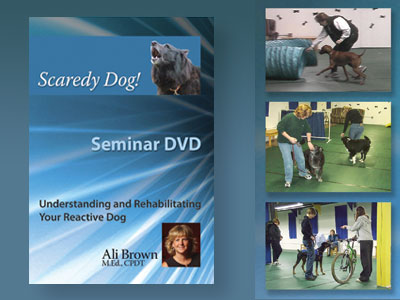 Scaredy Dog Seminar DVD