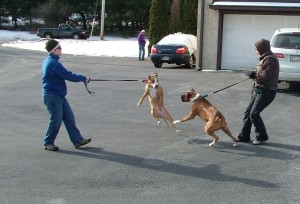 Here's an example of two dogs going over threshold when they got too close to each other.