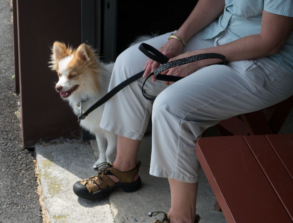 Ali's new dog Tango observes class from the barn. A new face always adds a new difficulty factor even if he doesn't participate in class.