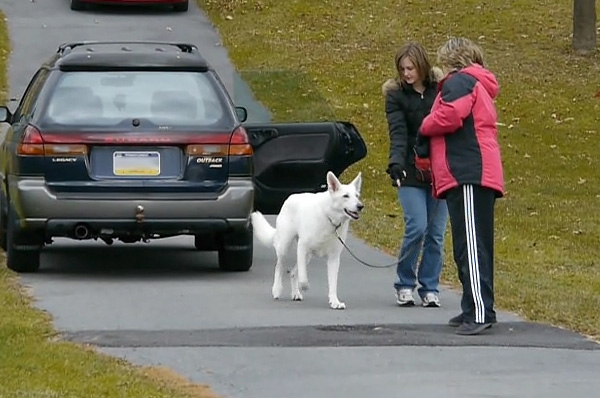 Image: Raiden, an internally reactive white shepherd works with Ali and Cheryl hand-targeting near the safety of his car.