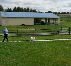 Ali makes Bing and Tango run around while two dog/owner teams work nearby.