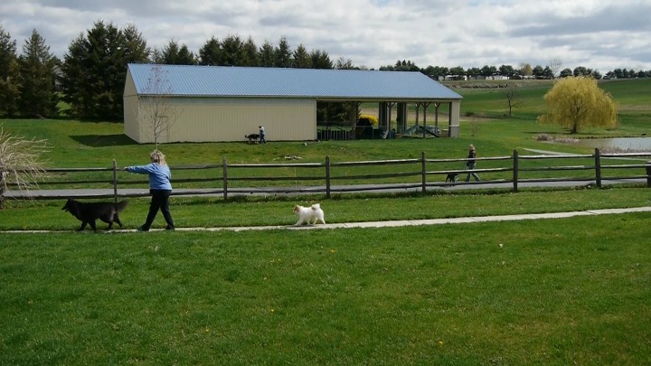 Ali makes Bing and Tango run around while two dog/owner teams work nearby.