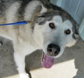 graphic: Nick is enjoying walking around, watching other dogs and getting treats.