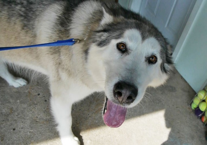 graphic: Nick is enjoying walking around, watching other dogs and getting treats.