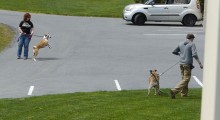 Imag of Tosh and Archer show off their reactive nature as they pass one another on the way back to their cars.