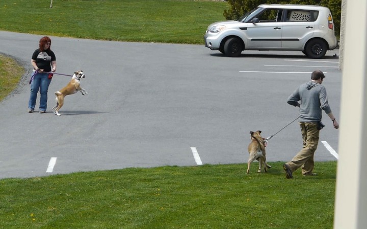 Imag of Tosh and Archer show off their reactive nature as they pass one another on the way back to their cars.