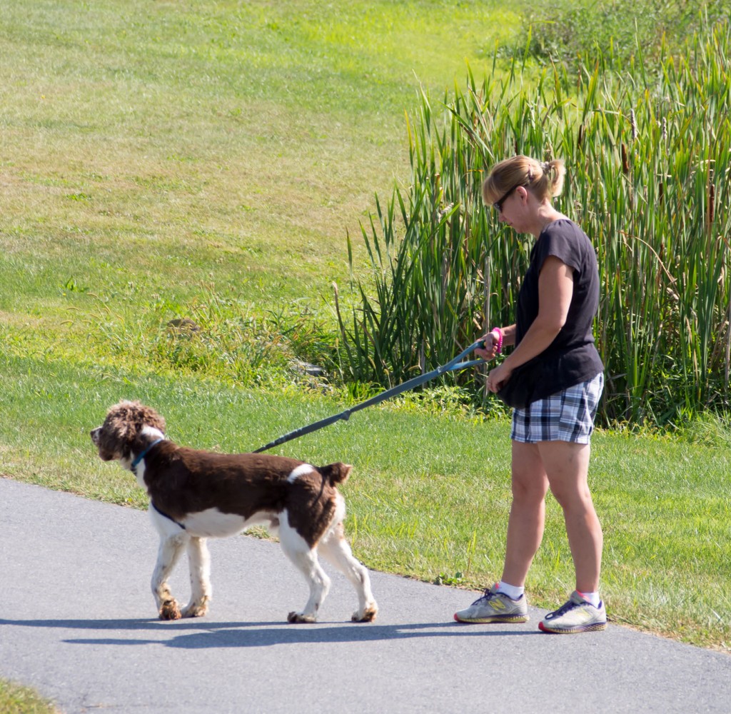 Chopper sees the people, and because he has been practicing this exercise for weeks, no longer growls when he sees the people, but rather, has begun to associate the people with treats being tossed for him.