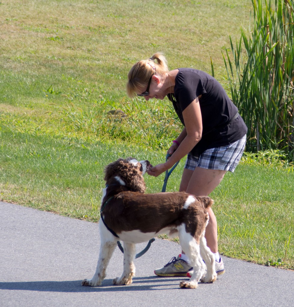 Donna is thrilled that Chopper finally checked in with her...he really wants to continue to get treats from the people, and often wants to approach the people. We are not allowing him to approach the people at this point because he is likely to get there, feel overwhelmed, and then growl. He is learning to just see that good things come from people.