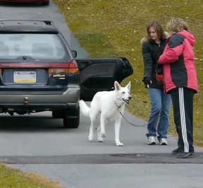 Image: Raiden, an internally reactive white shepherd works with Ali and Cheryl hand-targeting near the safety of his car.