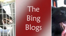 The Bing Blogs. Ali Brown's book about successes with her difficult dog.